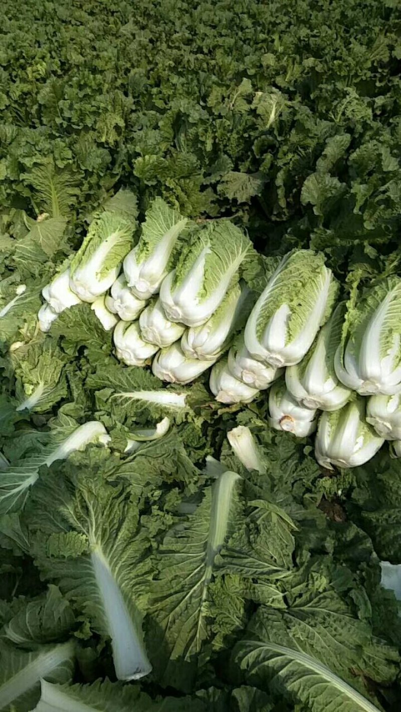 大白菜，北京新三号大白菜，产地直发，货源充足
