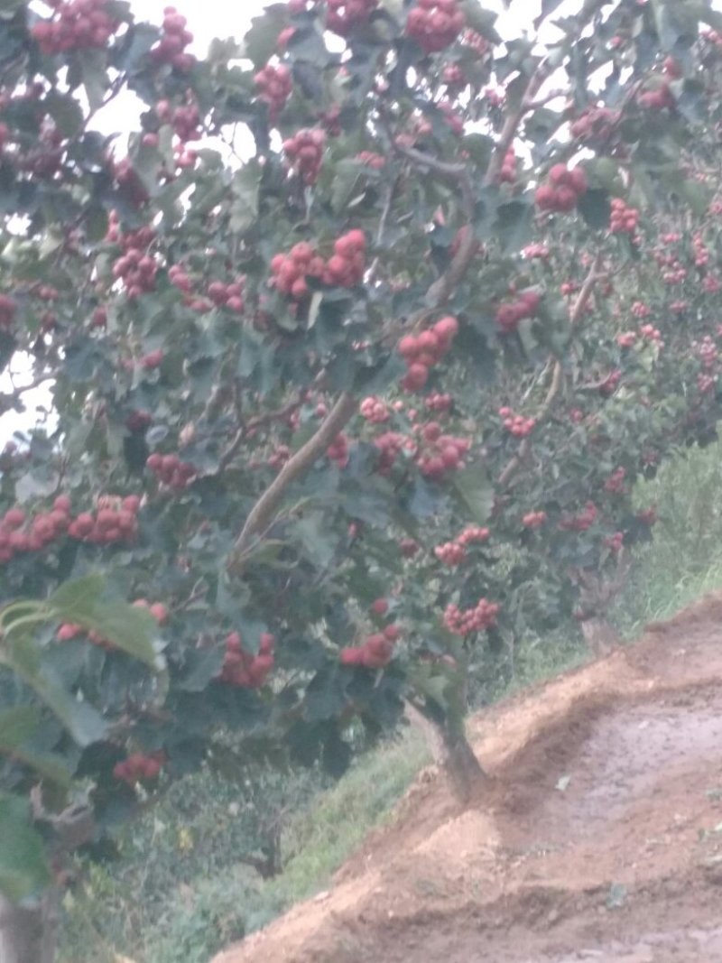 精品山楂通货山楂要什么就有什么货