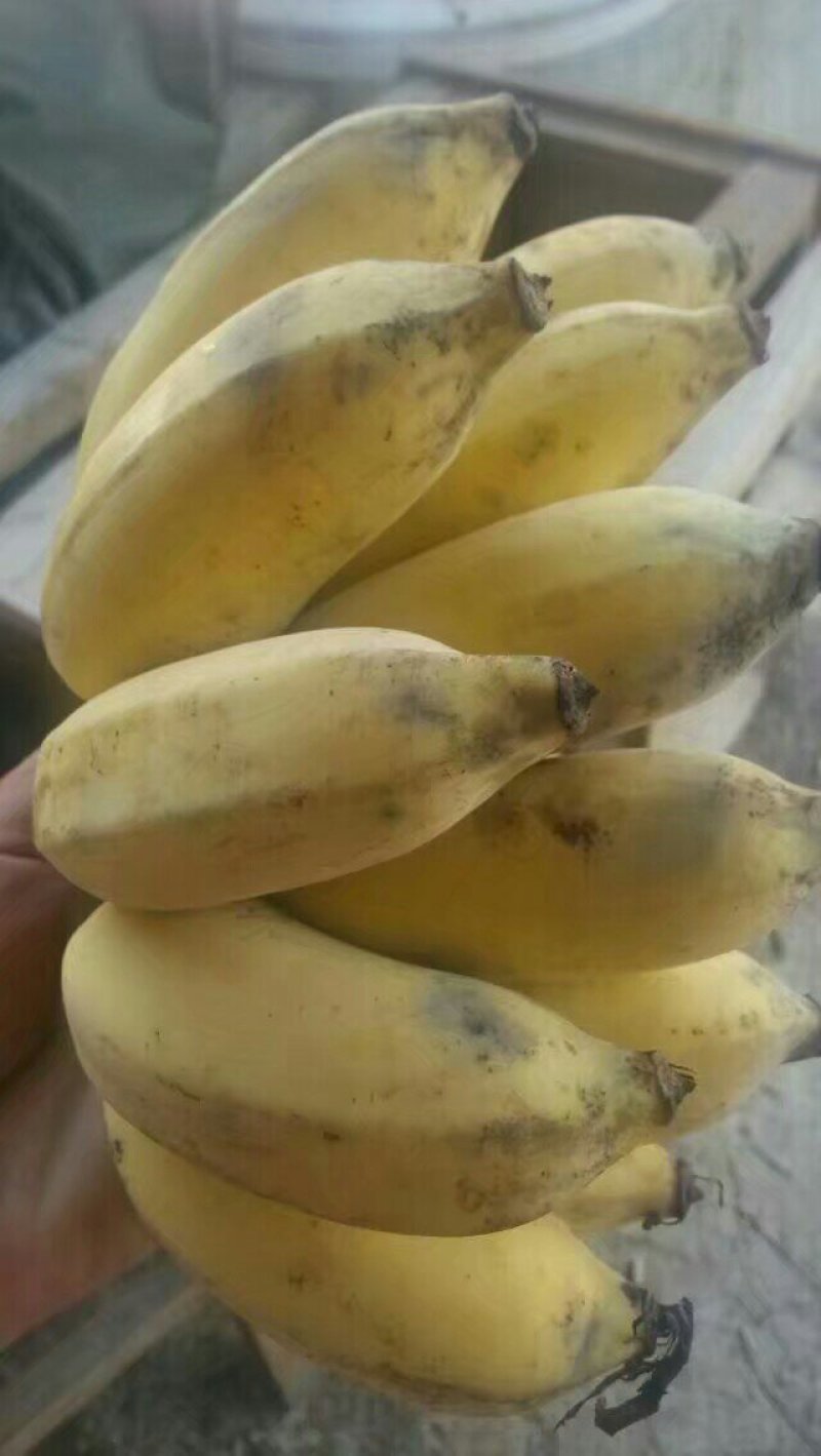 米焦8斤装