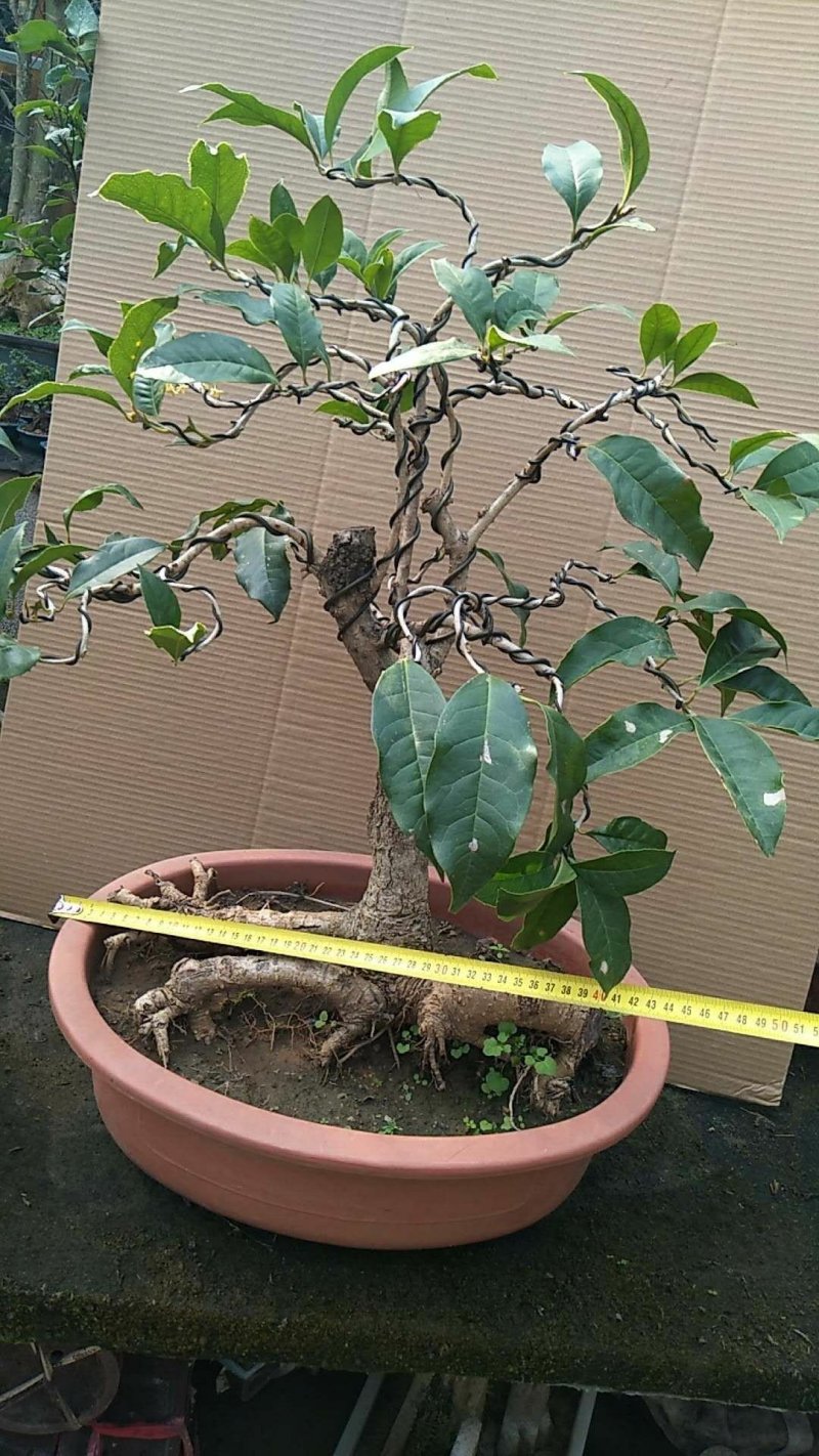 四季桂