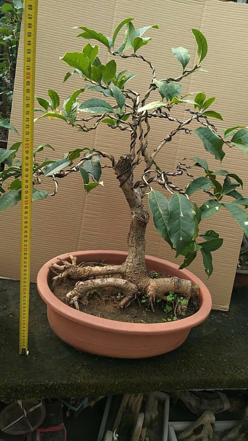 四季桂