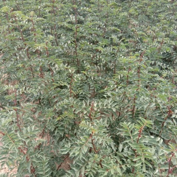 优质椒苗，大红袍，和狮子头，现有一米左右高，长势良好，