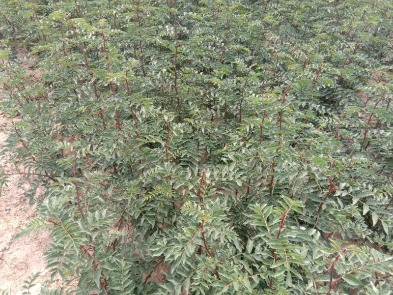 优质椒苗，大红袍，和狮子头，现有一米左右高，长势良好，
