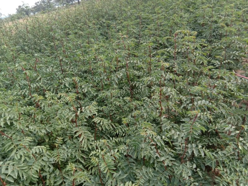优质椒苗，大红袍，和狮子头，现有一米左右高，长势良好，