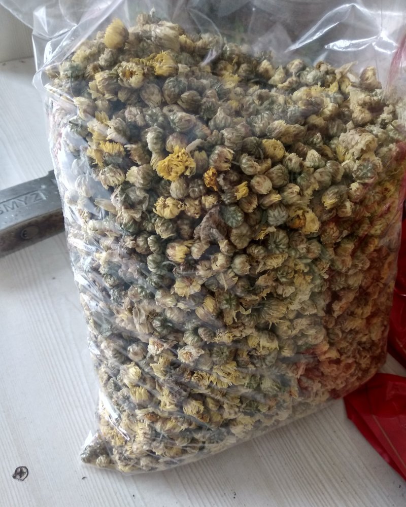 杭白菊自产自销原产地发货，质量保证