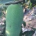 【木瓜苗】湖北木瓜苗无籽皱皮木瓜树苗产地直发欢迎咨询