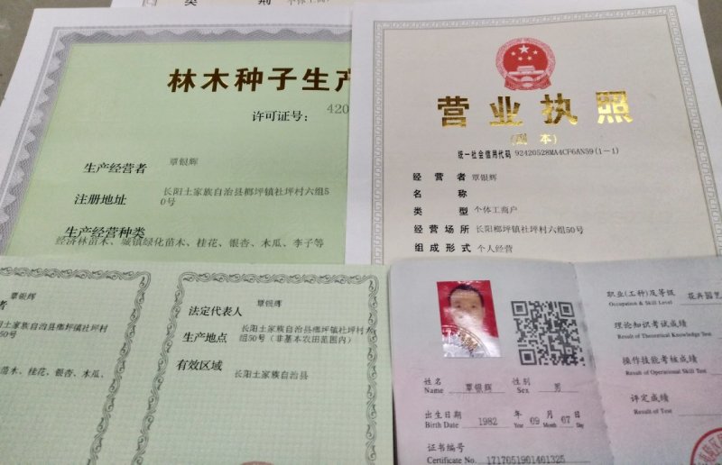 【木瓜苗】湖北木瓜苗无籽皱皮木瓜树苗产地直发欢迎咨询