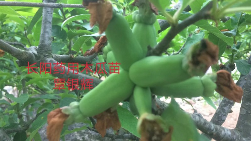 【木瓜苗】湖北木瓜苗无籽皱皮木瓜树苗产地直发欢迎咨询