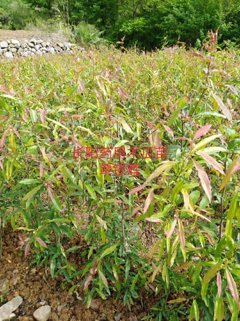 【木瓜苗】湖北木瓜苗无籽皱皮木瓜树苗产地直发欢迎咨询