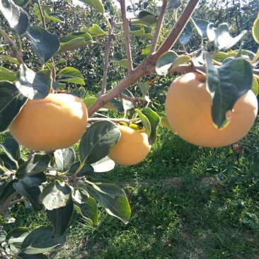 阳丰甜柿