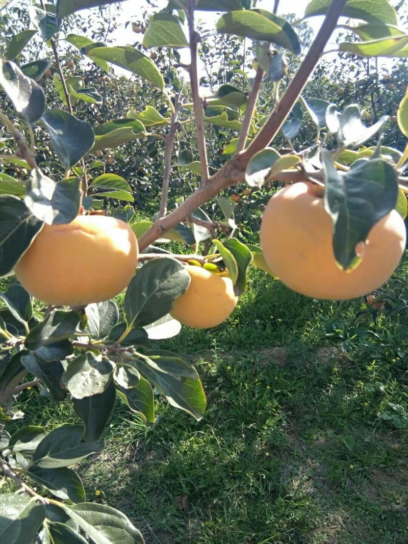 阳丰甜柿