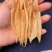 120头玻璃双背黄花胶
