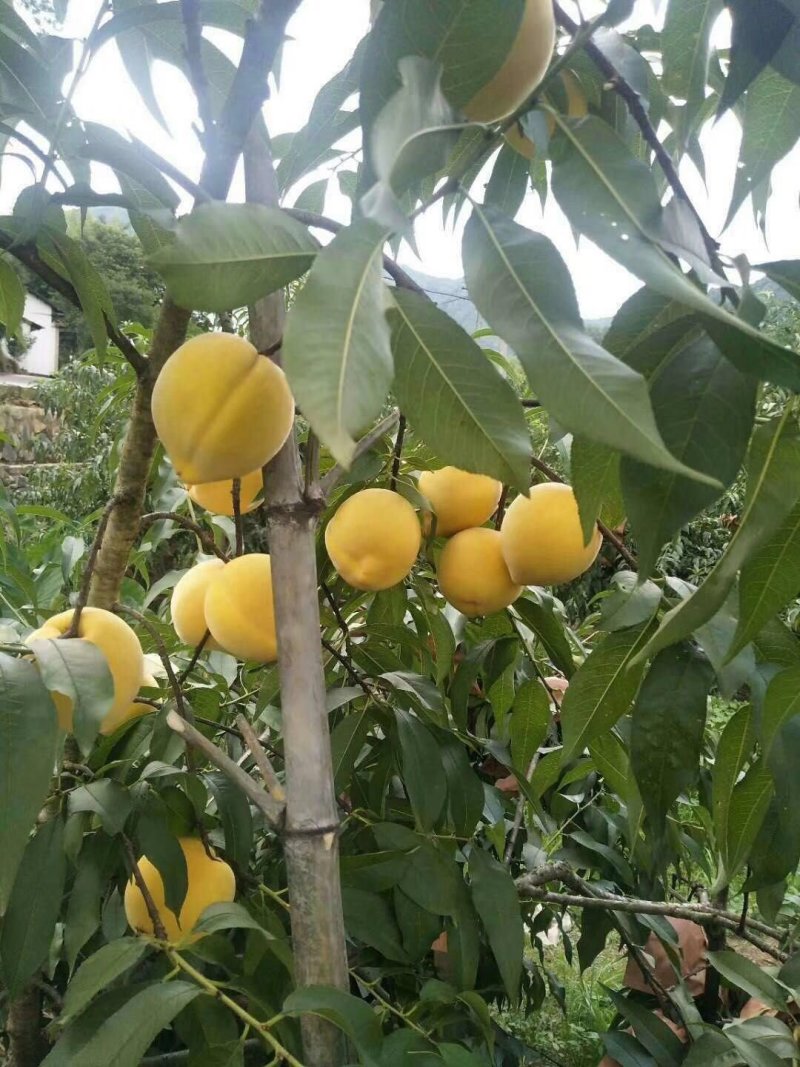 黄桃树苗炎陵黄桃苗供应早中晚熟品种齐全