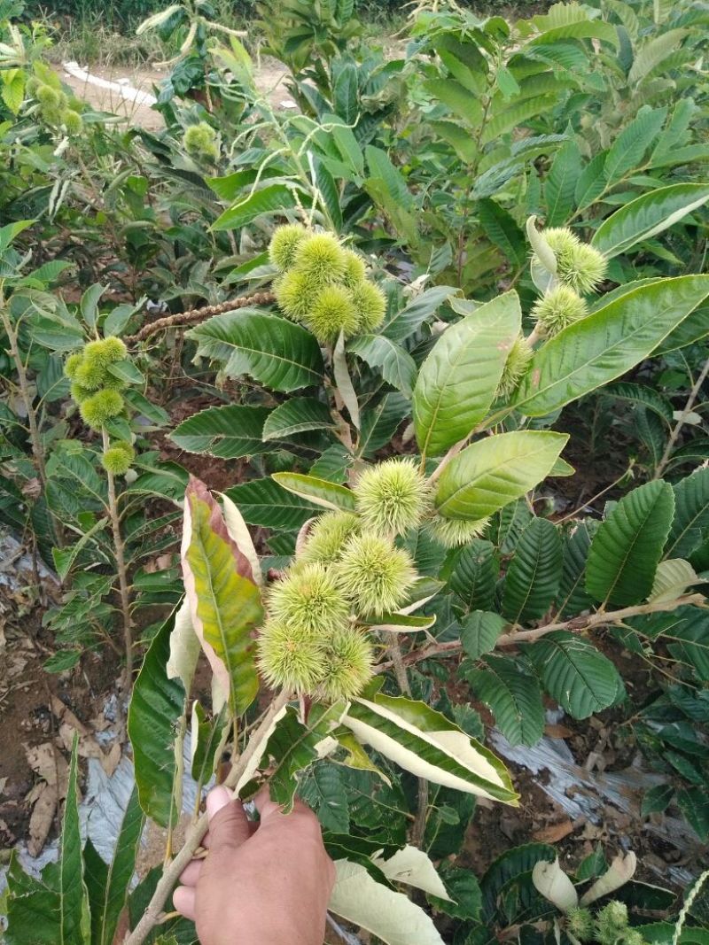 板栗嫁接苗迁西板栗适合南北种植成活率高包邮发货