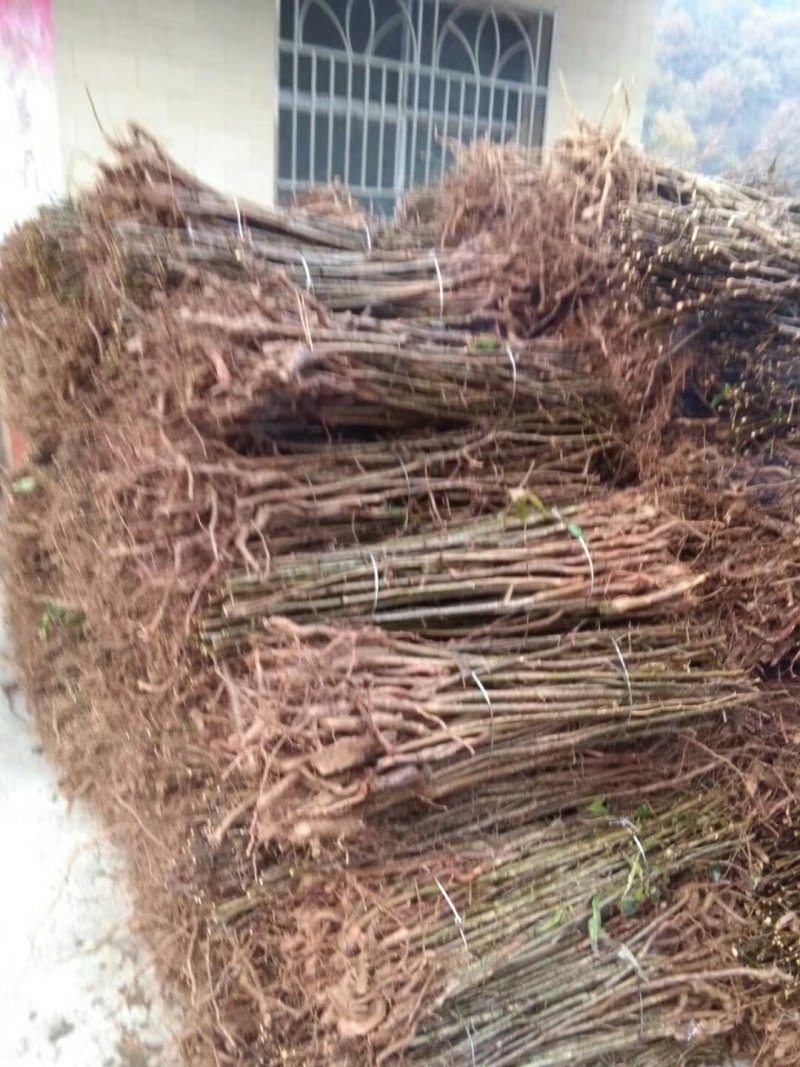 【木瓜苗】湖北木瓜苗无籽皱皮木瓜树苗产地直发欢迎咨询