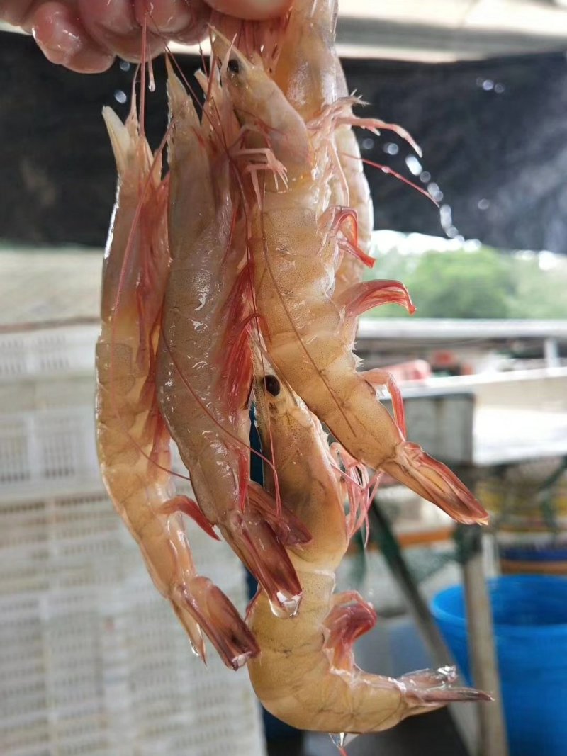 麻虾干生晒虾仁