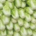 （优质夏阳白菜）通许夏先锋热白菜热销中质量保证欢迎来电