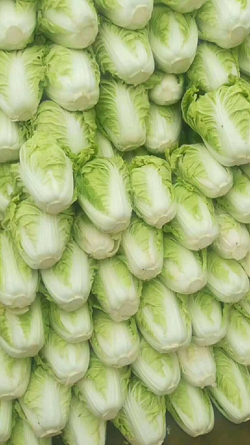 （优质夏阳白菜）通许夏先锋热白菜热销中质量保证欢迎来电