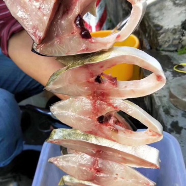 金昌鱼