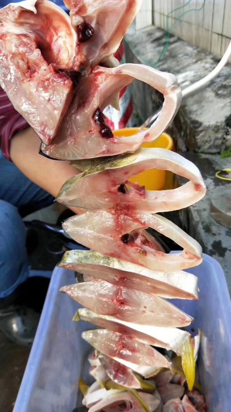 金昌鱼