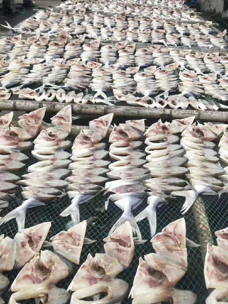金昌鱼