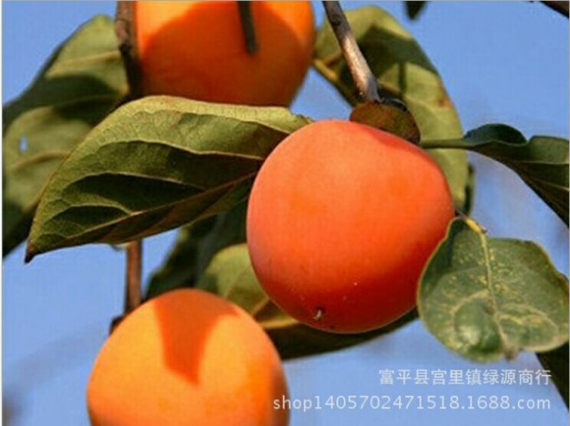 农家富平柿饼，欢迎各大客商订购，