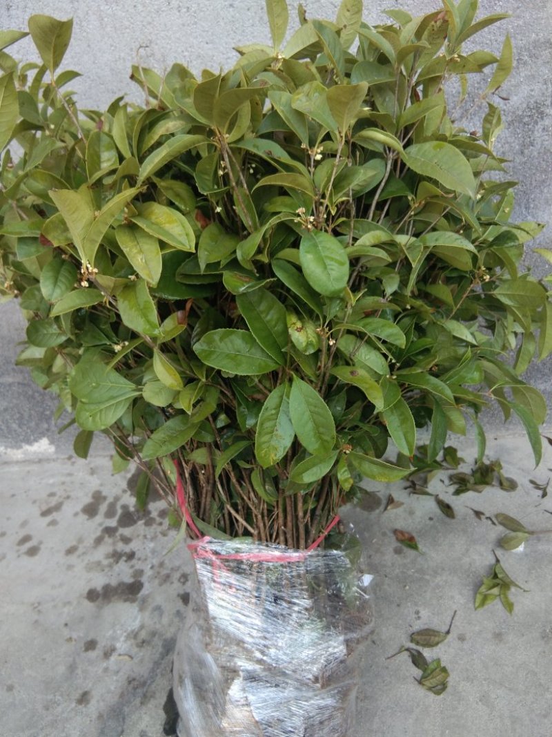 四季桂苗四季桂花苗，月月桂花树苗，花期长