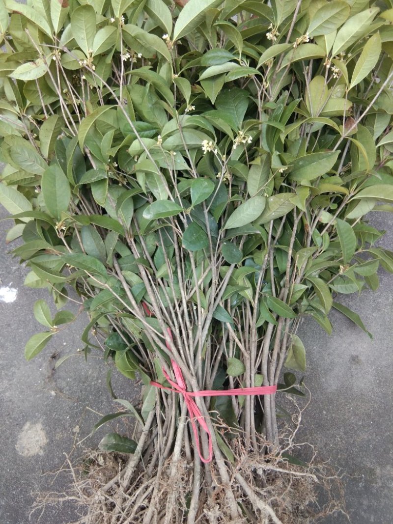 四季桂苗四季桂花苗，月月桂花树苗，花期长