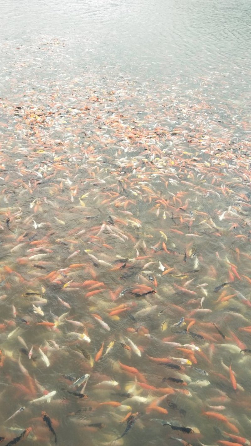 锦鲤养殖场，批发价15一斤，100斤起