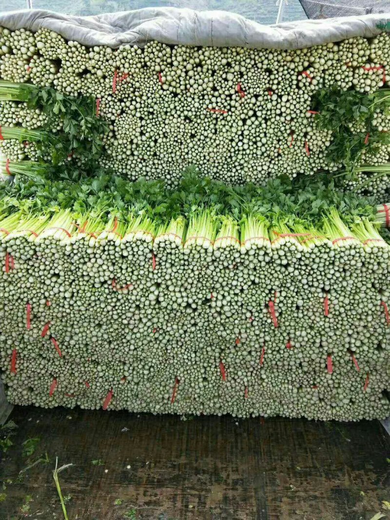 甘蓝菜花