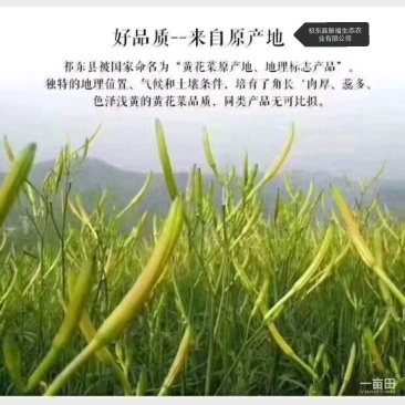 黄花菜