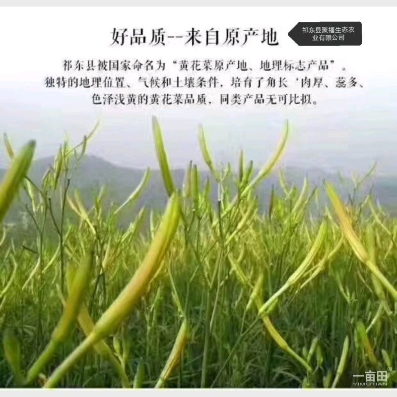 黄花菜