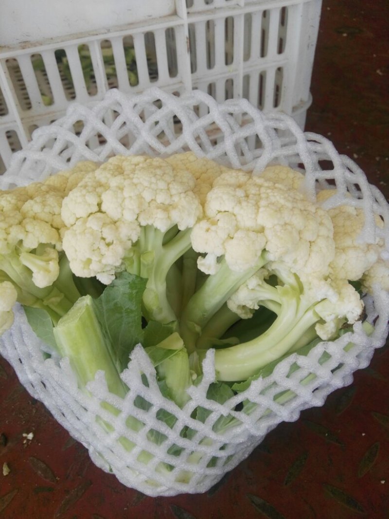 甘蓝