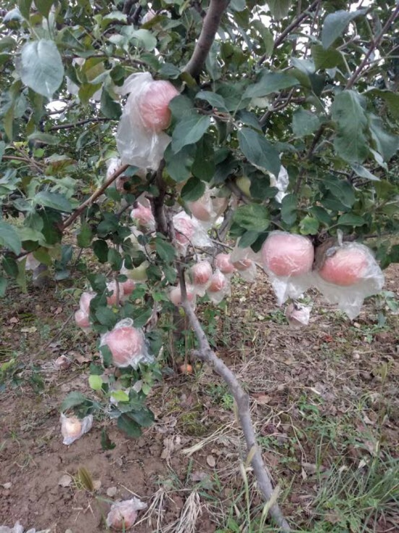 精品膜袋红富士苹果价格走势