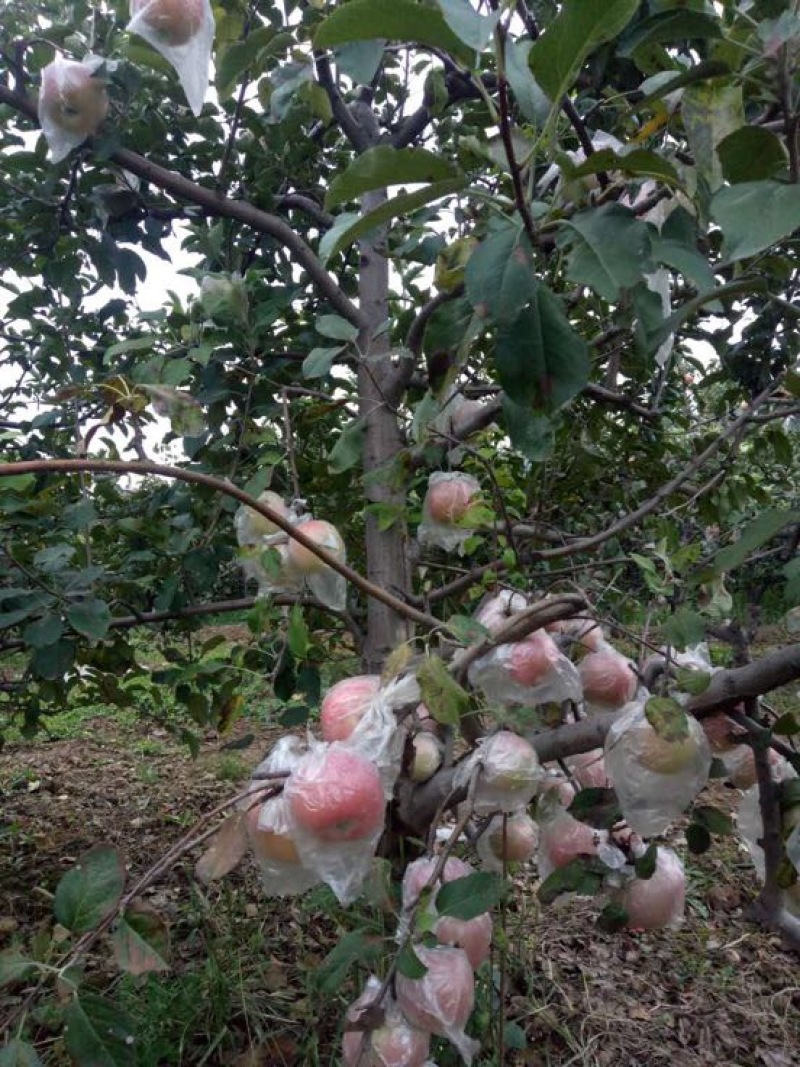 精品膜袋红富士苹果价格走势