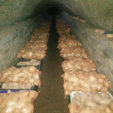 北京553红薯553红薯沙地红薯