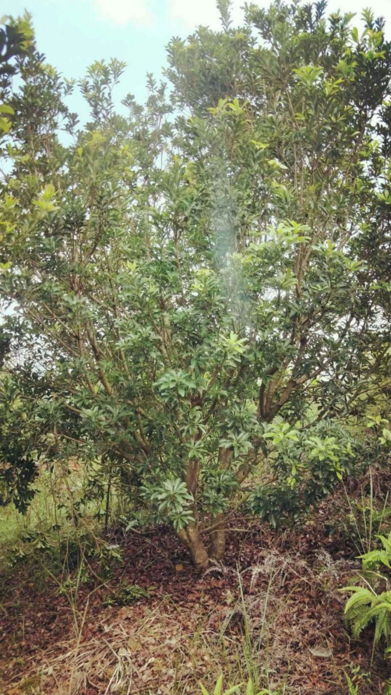 杨梅树各种规格都有，单杆丛生都有