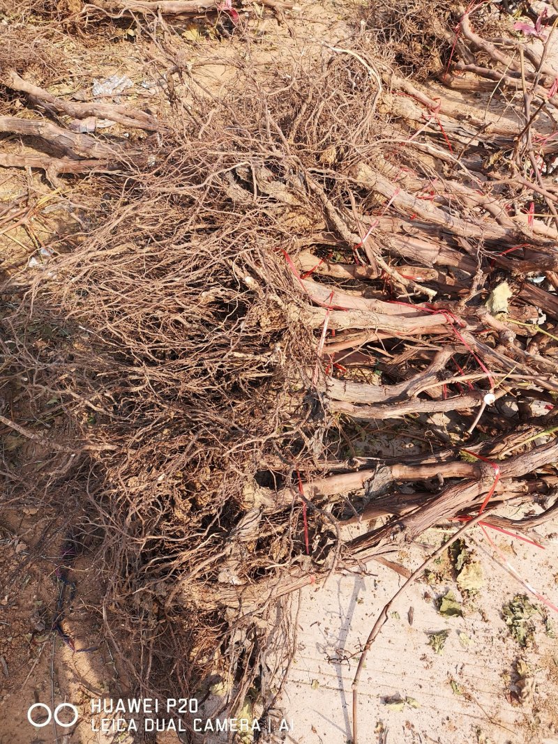 占地葡萄树，1~5公分，苗圃直发，常年供应
