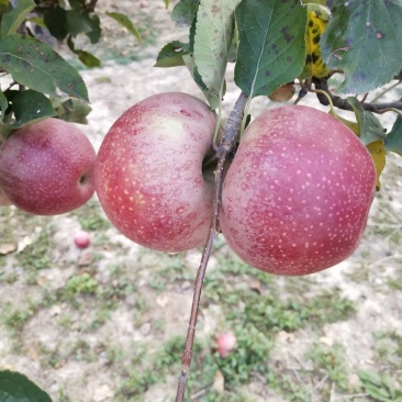 秦冠苹果