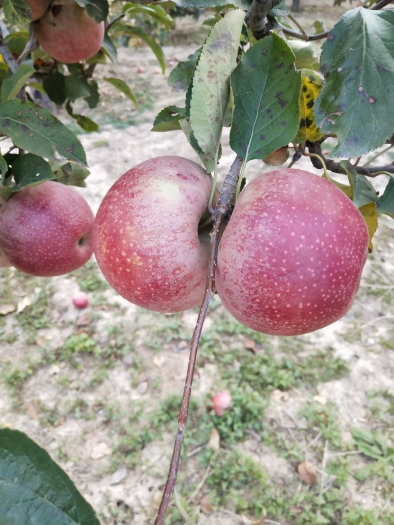 秦冠苹果