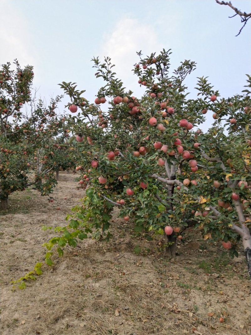 秦冠苹果