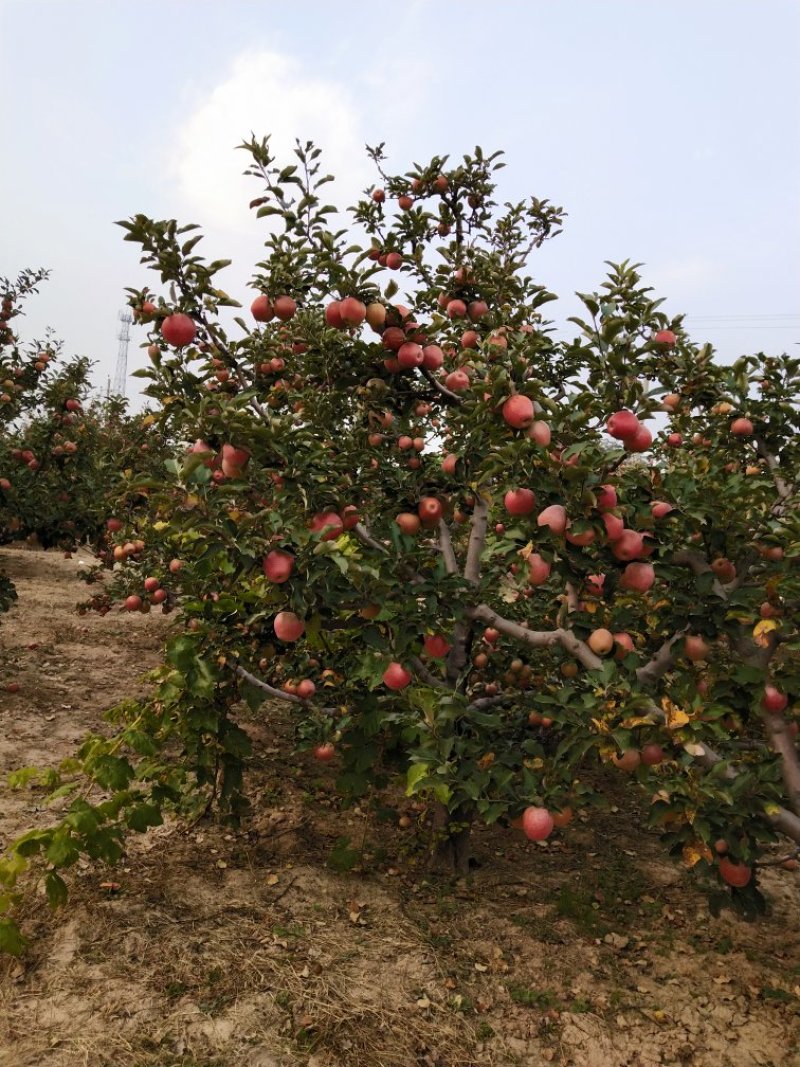秦冠苹果