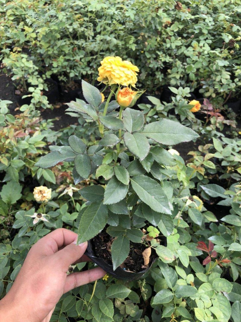 欧洲月季小苗