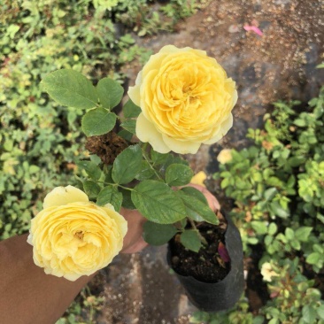 欧洲月季小苗