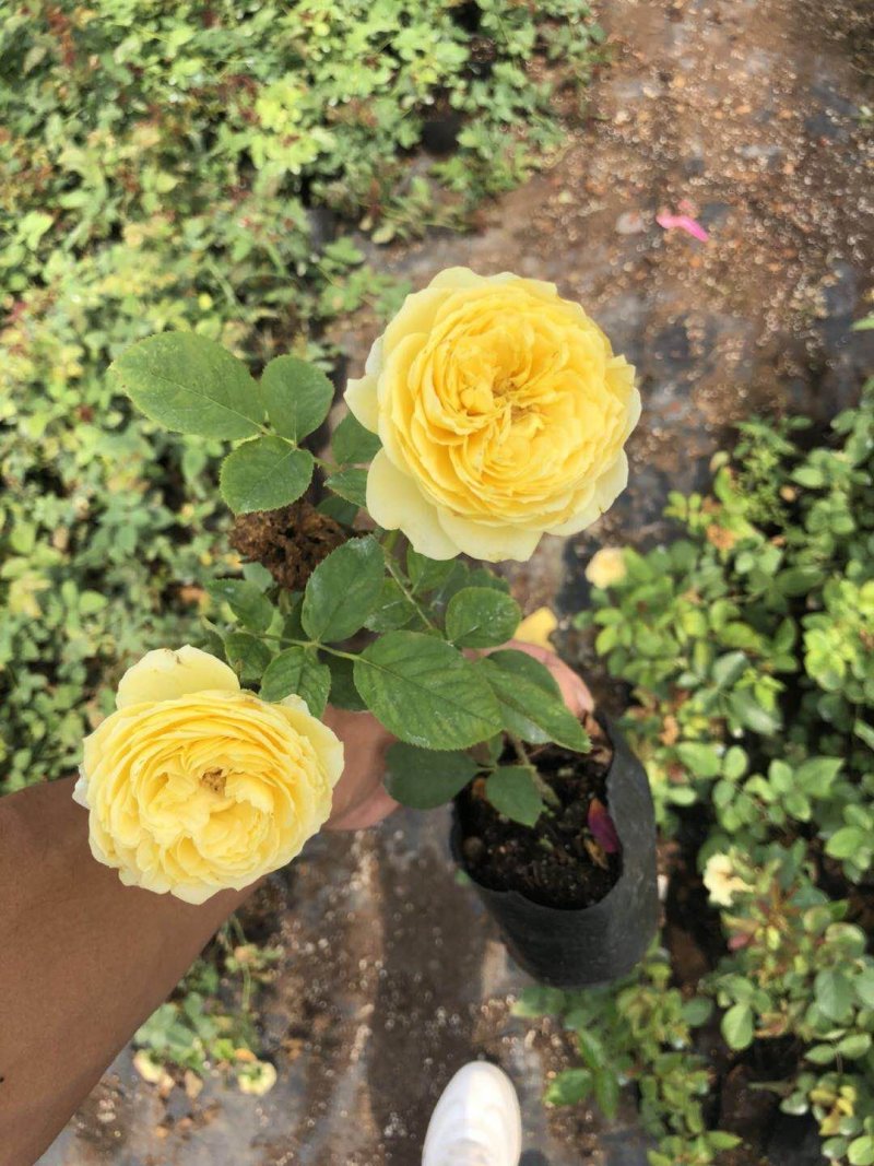 欧洲月季小苗