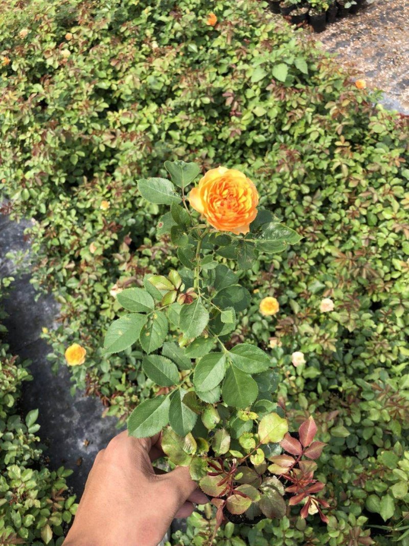 欧洲月季小苗