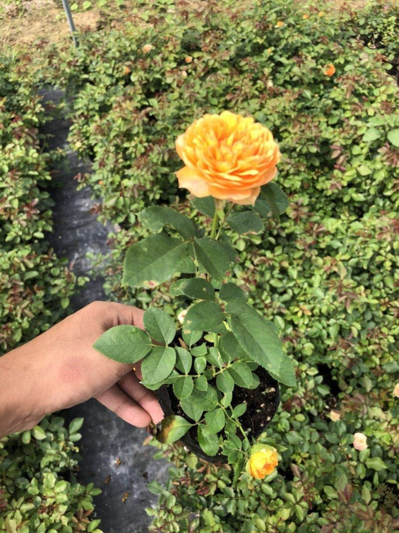 欧洲月季小苗