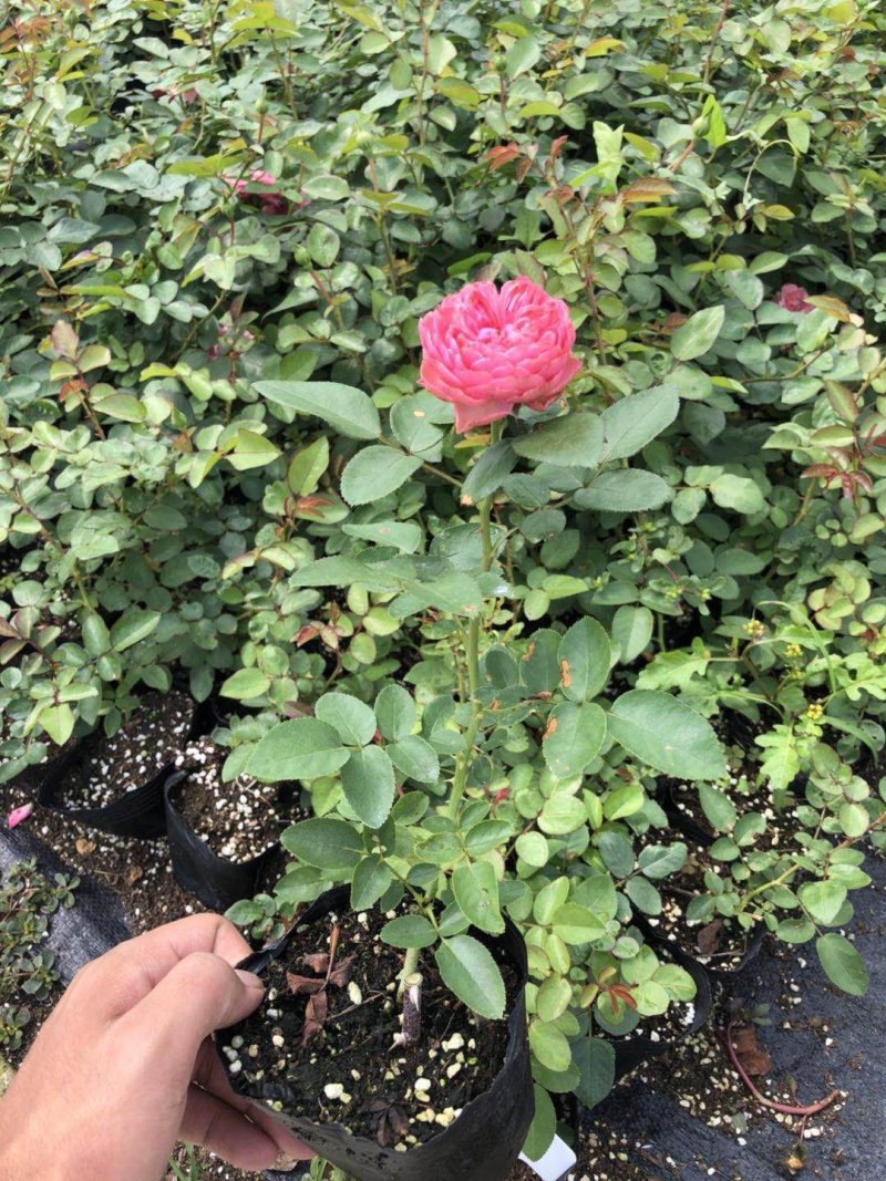 欧洲月季小苗