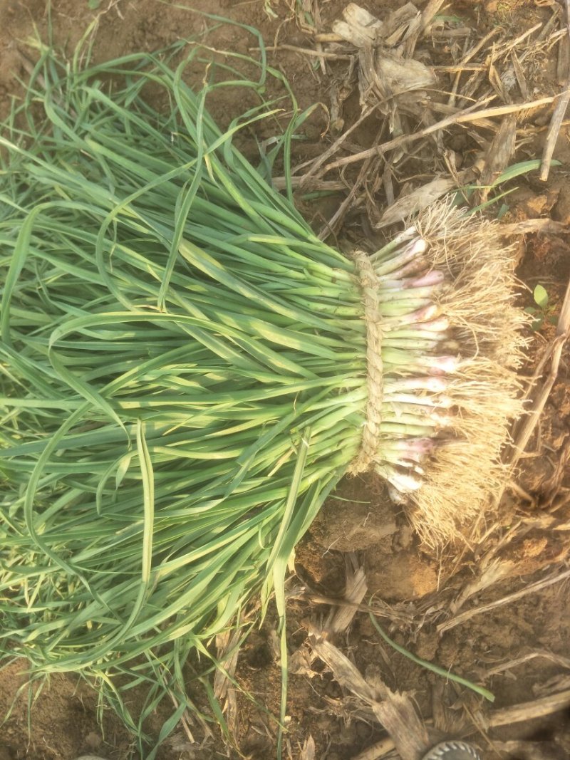 大丰红根蒜苗产地直销