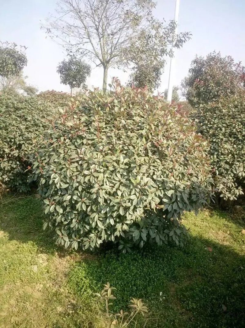 红叶石楠球，